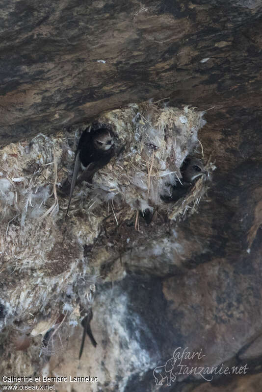 Little Swiftadult, Reproduction-nesting