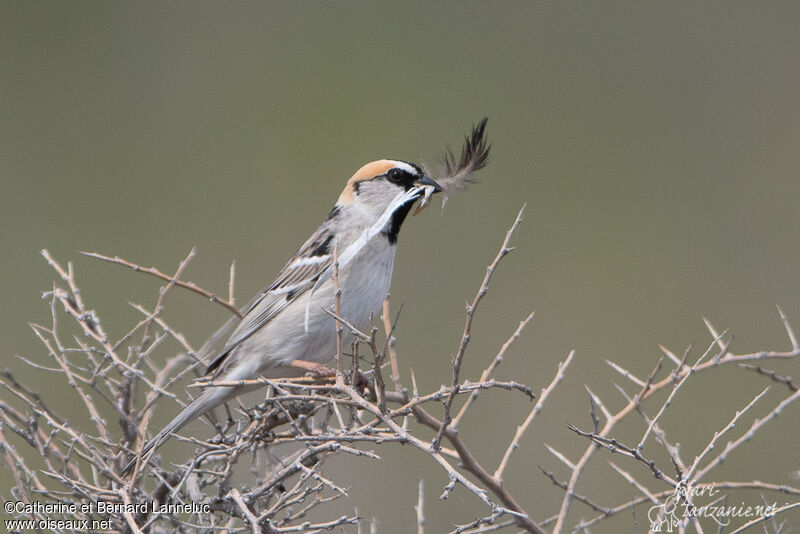 Saxaul Sparrow male adult breeding, Reproduction-nesting, Behaviour