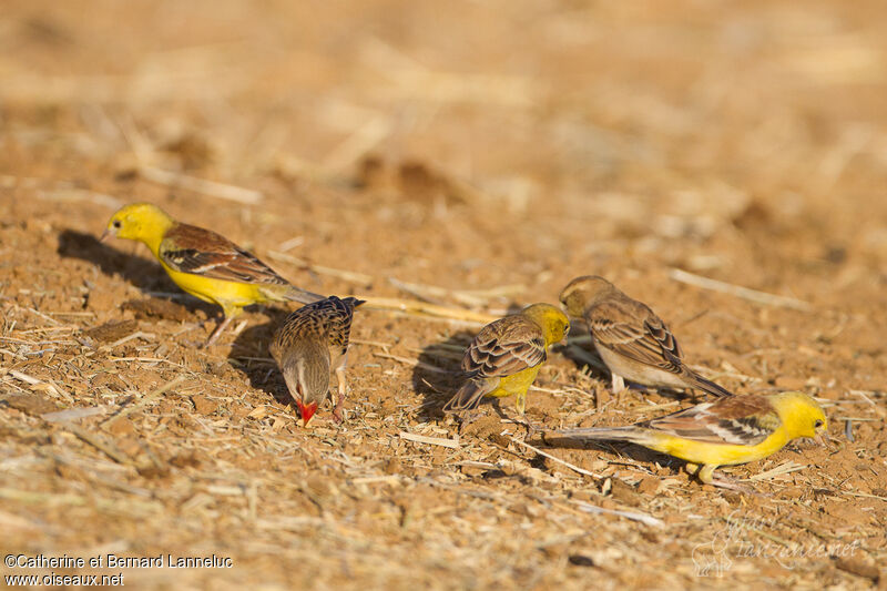 Sudan Golden Sparrowadult, feeding habits, eats