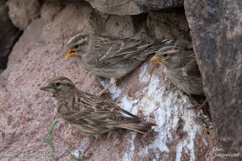 Rock Sparrow, Reproduction-nesting