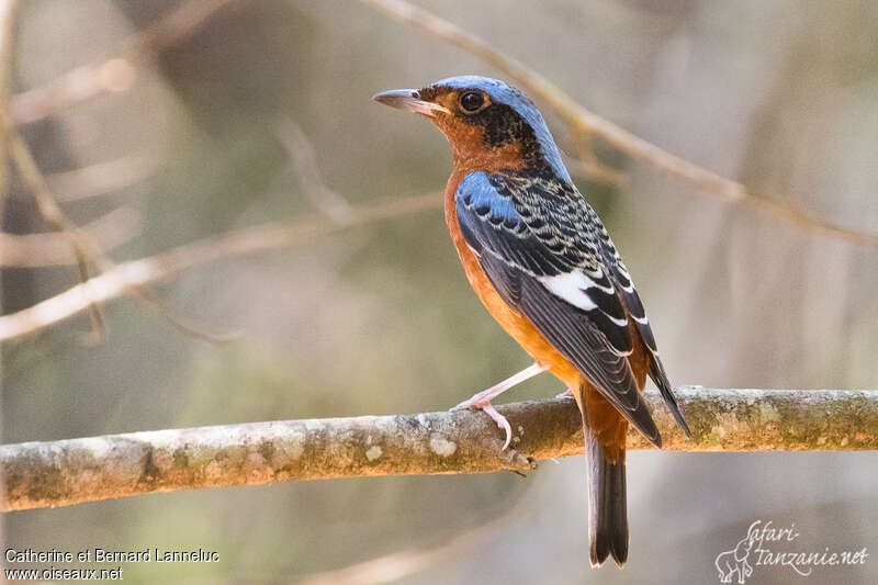 White-throated Rock Thrush male adult transition, identification