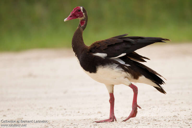 Spur-winged Goose male adult, identification