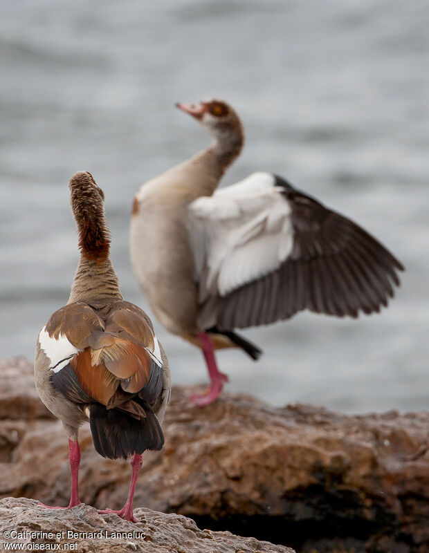 Egyptian Gooseadult, courting display