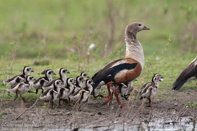 Orinoco Goose, Reproduction-nesting