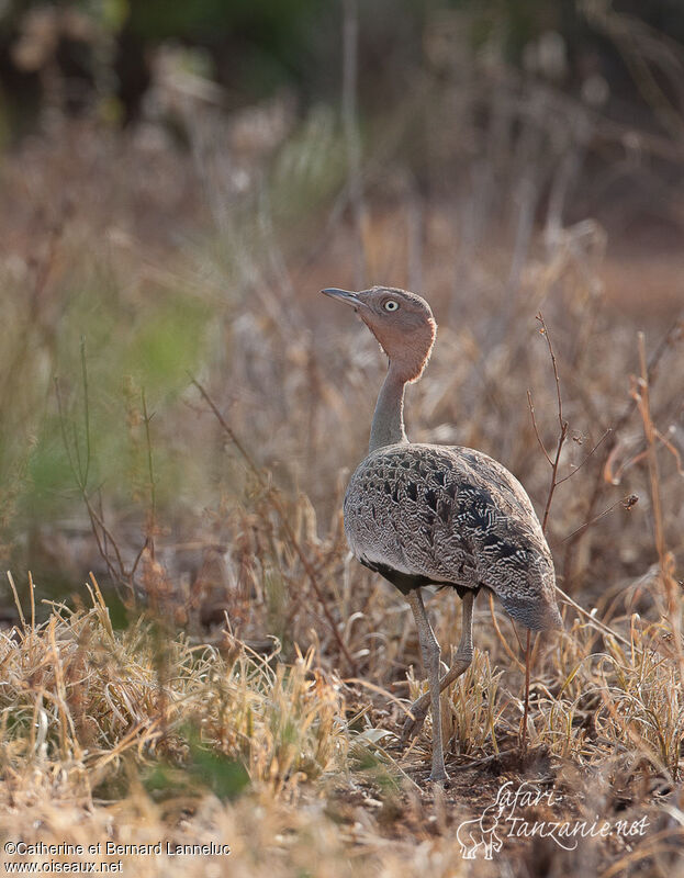 Buff-crested Bustard male adult, identification