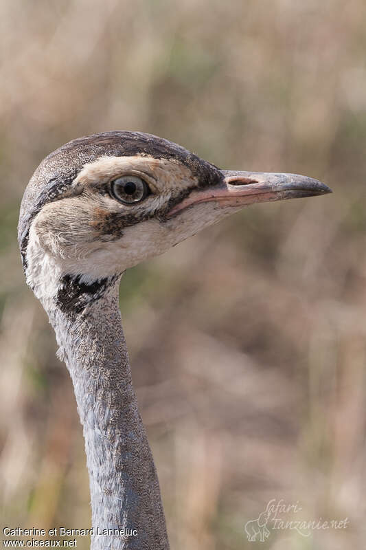 White-bellied Bustard female adult, close-up portrait