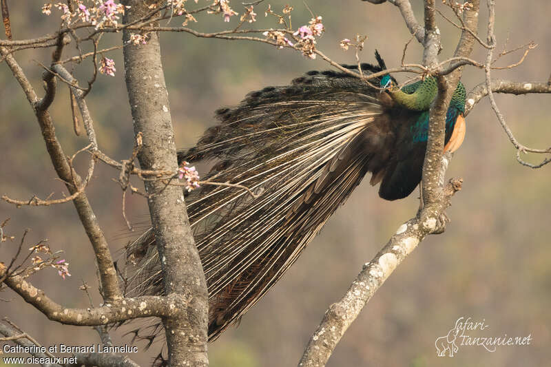 Green Peafowl male adult, aspect