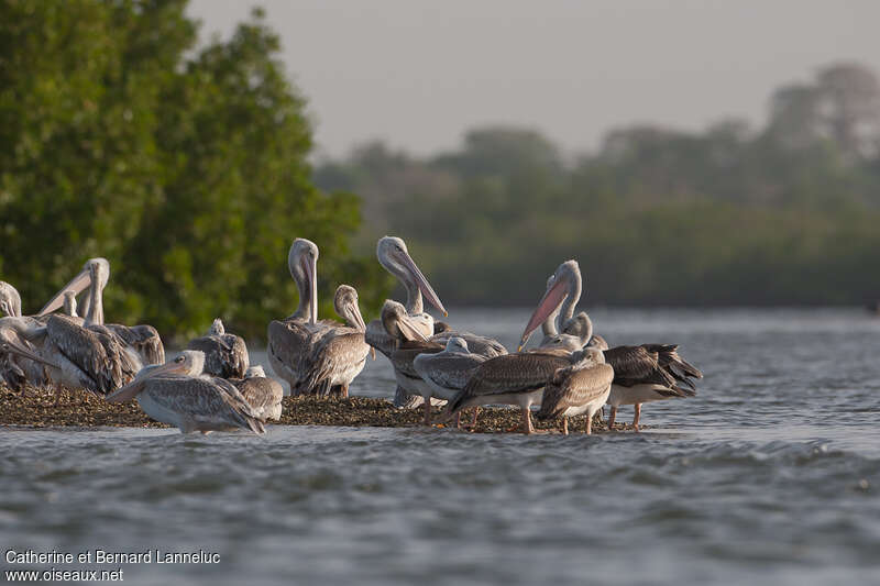 Pink-backed Pelican, habitat, pigmentation, Behaviour