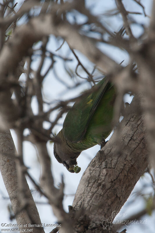 Brown-headed Parrot, feeding habits