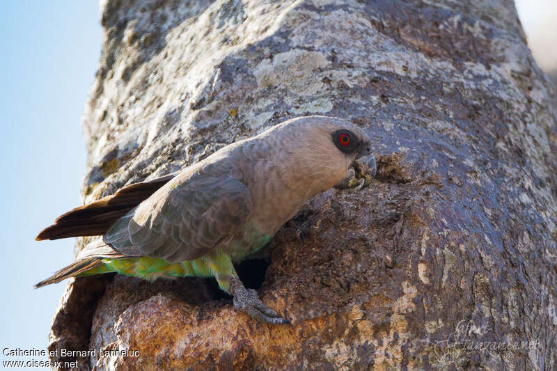 Red-bellied Parrot female adult, identification