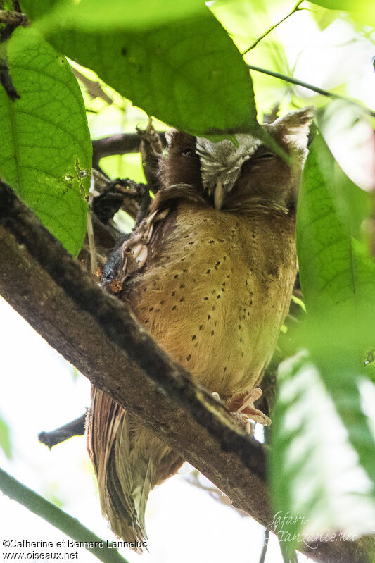 White-fronted Scops Owladult, identification