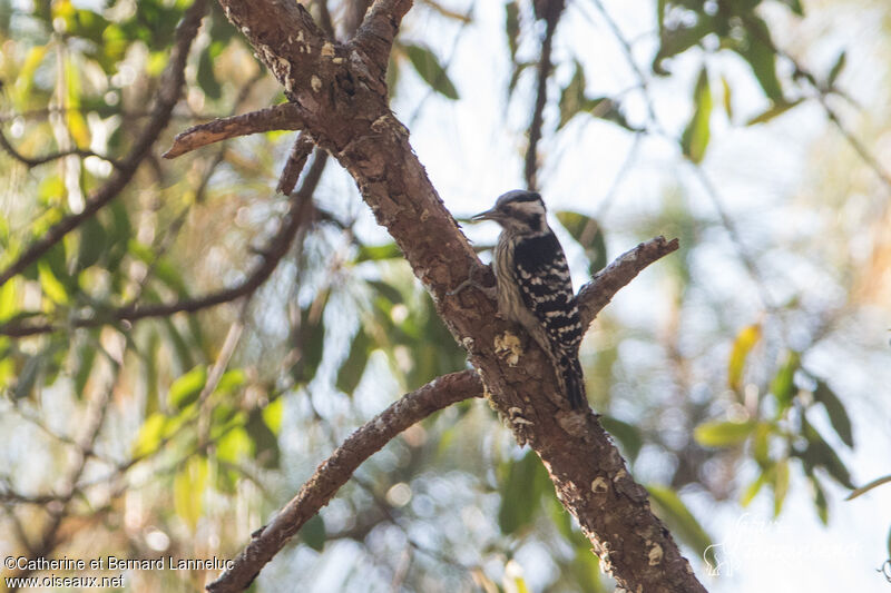 Grey-capped Pygmy Woodpeckeradult, Behaviour
