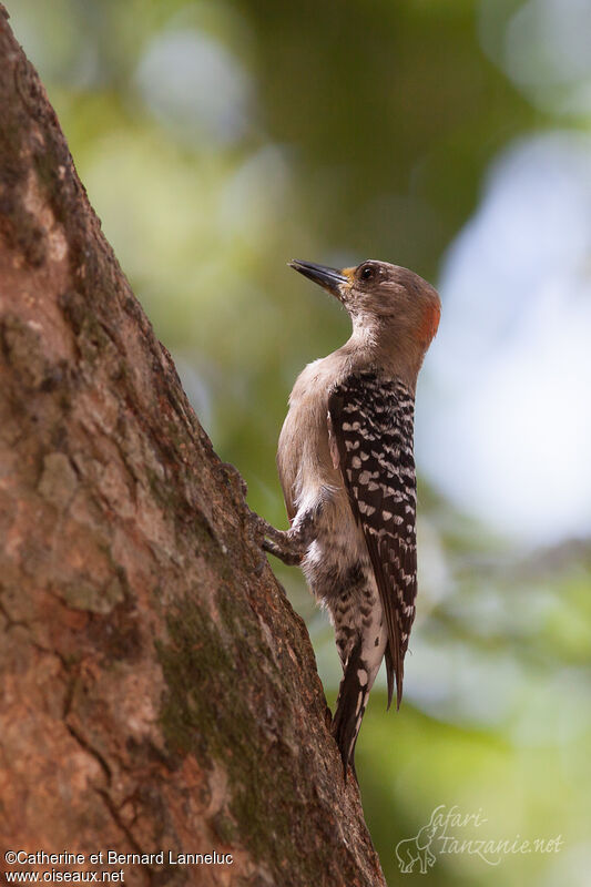 Red-crowned Woodpecker female adult