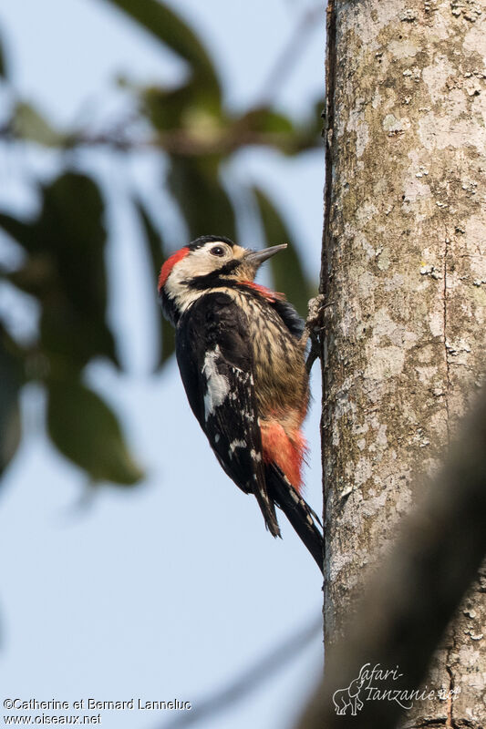 Crimson-naped Woodpecker male adult, identification