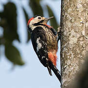Crimson-naped Woodpecker