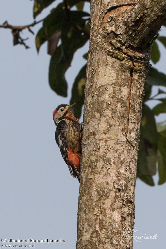 Crimson-breasted Woodpecker male adult, identification