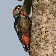 Crimson-naped Woodpecker