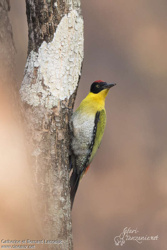Black-headed Woodpecker male adult, identification