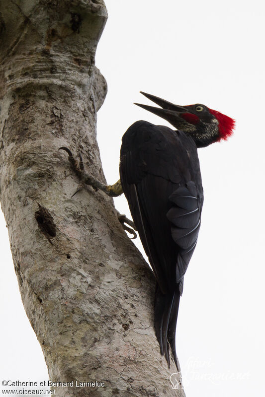 White-bellied Woodpecker male adult, Behaviour