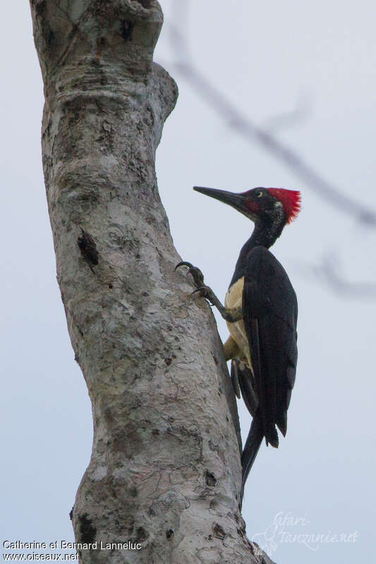 White-bellied Woodpecker male adult, identification
