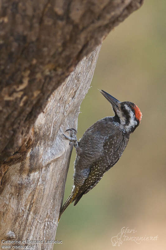 Bearded Woodpecker male adult, identification, Behaviour