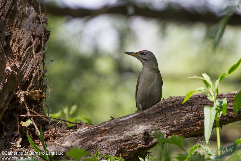 Grey-headed Woodpecker male adult, habitat