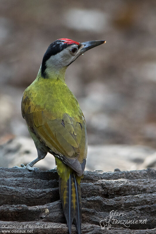 Grey-headed Woodpecker male adult, Behaviour