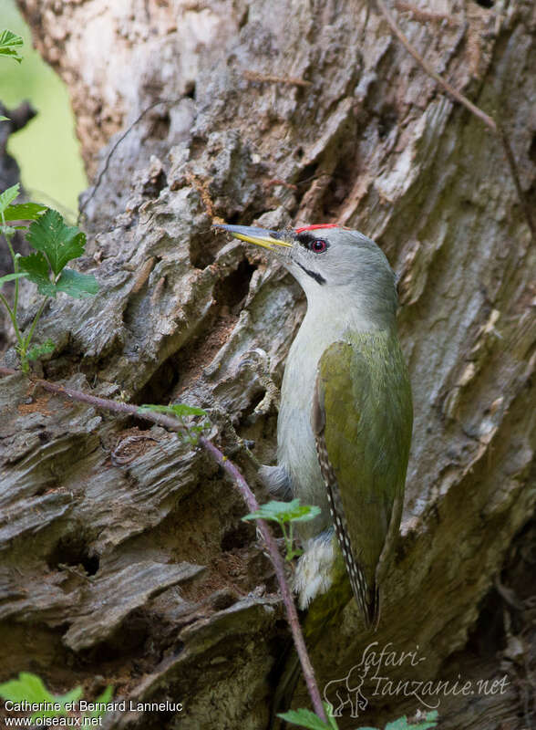 Grey-headed Woodpecker male adult, identification