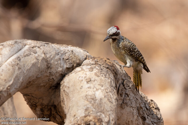 Bennett's Woodpecker female adult, identification