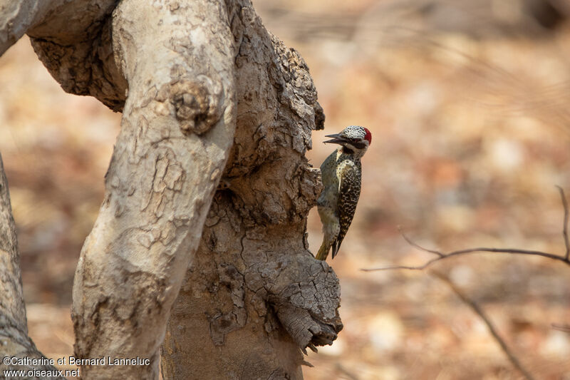 Bennett's Woodpecker female adult, fishing/hunting