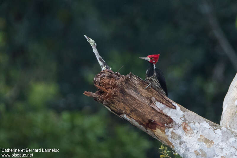 Crimson-crested Woodpecker male adult, habitat, pigmentation