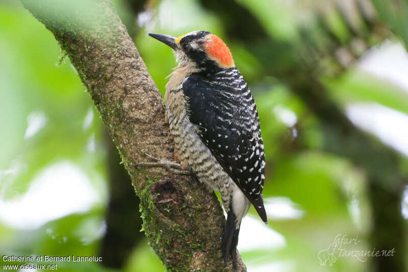 Black-cheeked Woodpecker female adult, identification