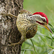 Speckle-throated Woodpecker