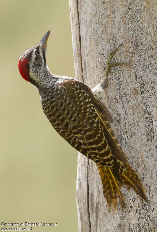 Speckle-throated Woodpecker female adult, identification