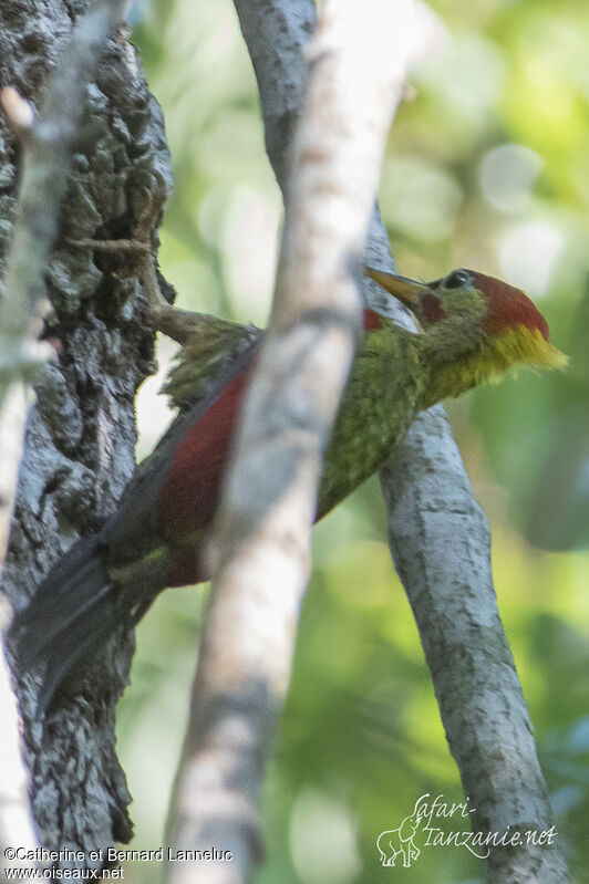 Crimson-winged Woodpecker male adult
