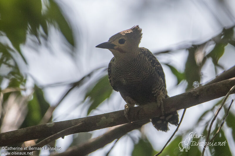 Buff-rumped Woodpecker male adult