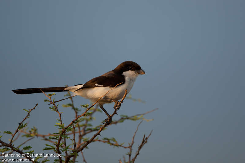 Long-tailed Fiscal male adult, identification