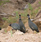 Crested Guineafowl