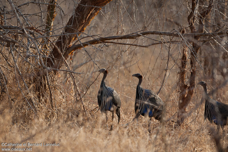 Pintade vulturine, habitat