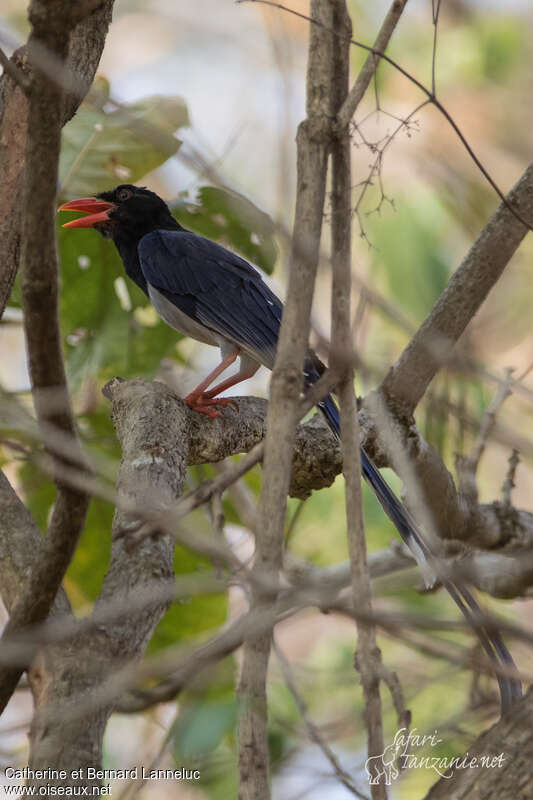 Red-billed Blue Magpieadult, identification