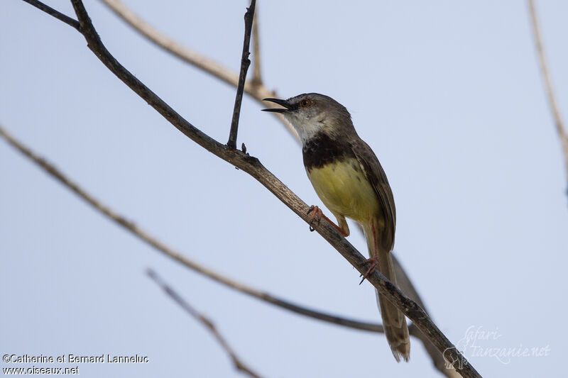 Black-chested Prinia male adult, identification