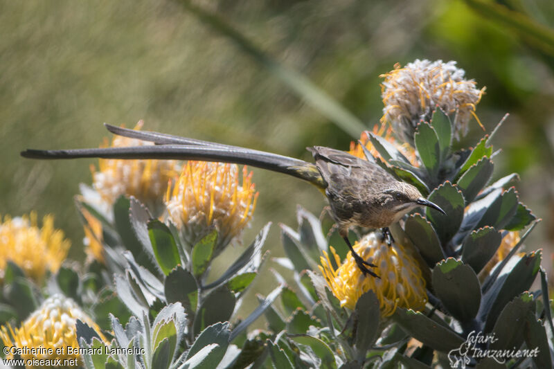 Cape Sugarbird male adult, habitat, Behaviour
