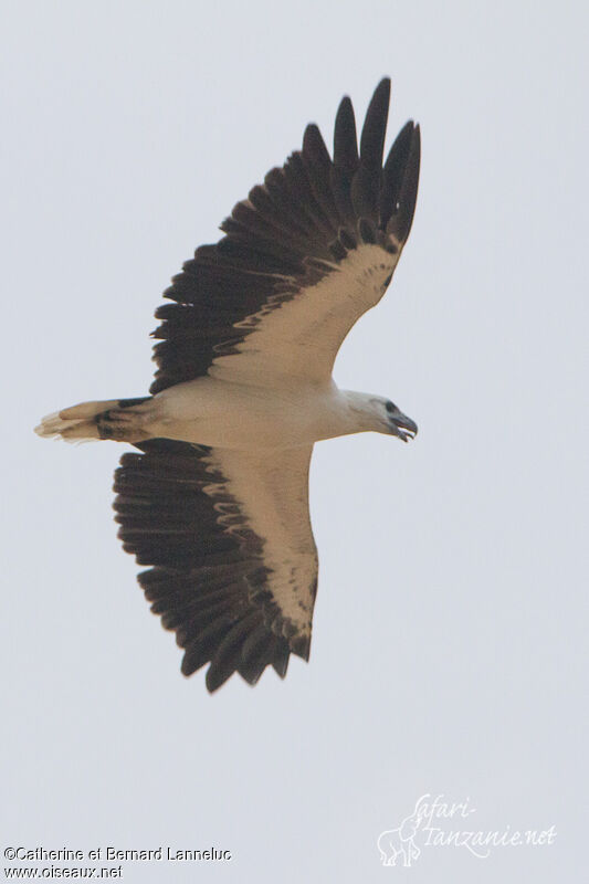 White-bellied Sea Eagle, Flight