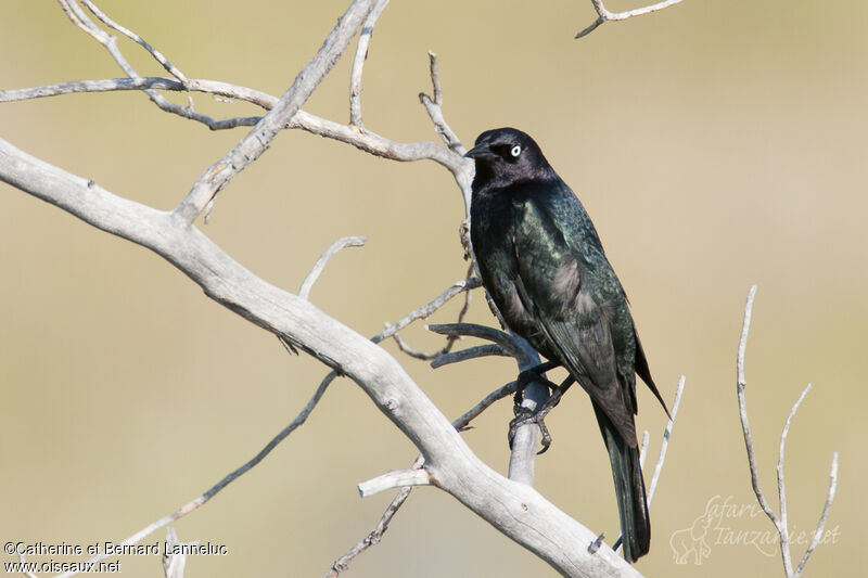 Brewer's Blackbird male adult, identification