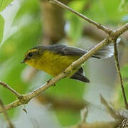 Yellow-bellied Fantail
