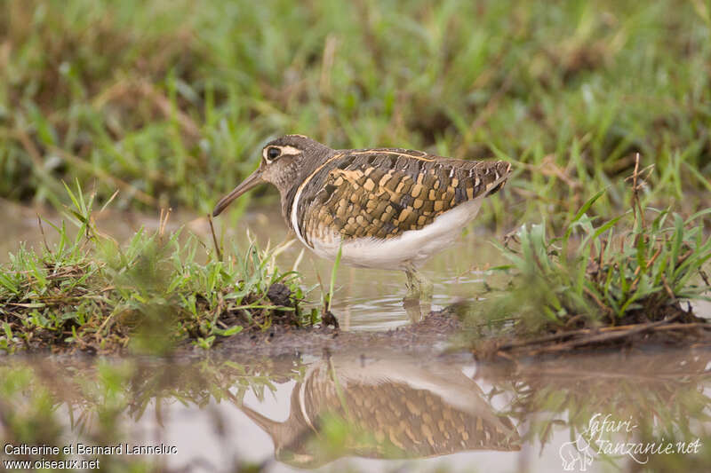 Greater Painted-snipe male adult, identification