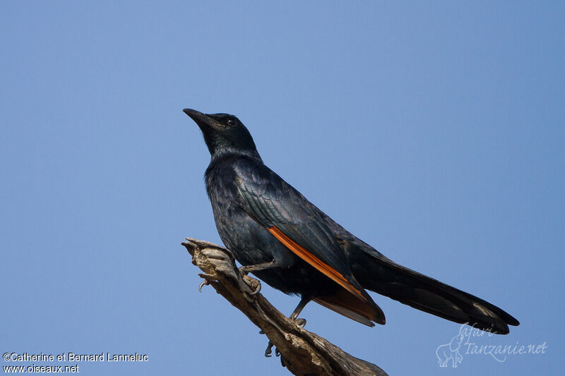 Red-winged Starling male adult, identification
