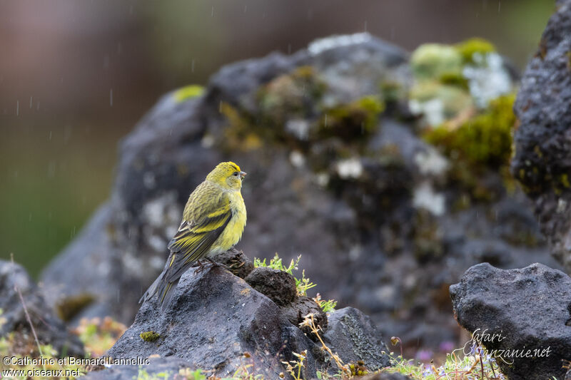 Yellow-crowned Canary male adult, habitat