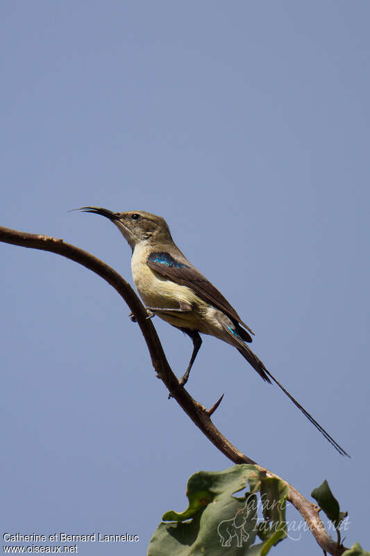 Beautiful Sunbird male adult post breeding, identification