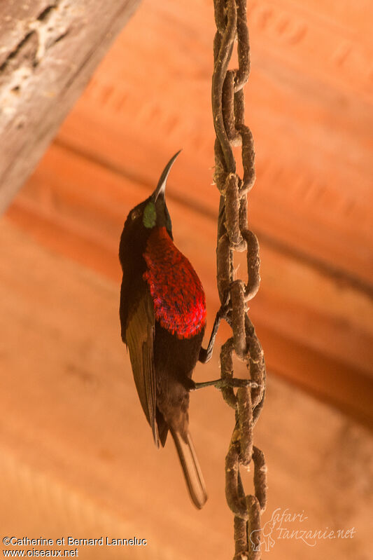 Scarlet-chested Sunbird male adult breeding, Behaviour